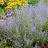 Lacey Blue Russian Sage -Garden Plant Shop Lacey Blue RussianSage BB 600x600 0b54ae93 7ee8 4d82 b3d6 db8d7ed984ac