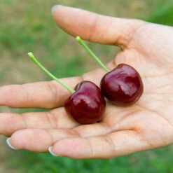 Lapins Cherry Tree -Garden Plant Shop Lapins Cherry Tree 1 BB