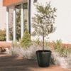 Lecciana Olive Tree -Garden Plant Shop Leccino Olive BB 600x600 504b6a79 2d23 4655 8425 34fc74db7baa