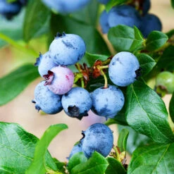 Legacy Blueberry Bush -Garden Plant Shop Legacy Blueberry 2 BB