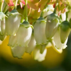 Legacy Blueberry Bush -Garden Plant Shop Legacy Blueberry 4