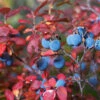 Legacy Blueberry Bush -Garden Plant Shop Legacy Blueberry BB 600x600 bff25c24 78da 40cf aba7 2d999fe8796b