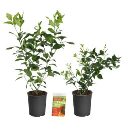 Key Lime Tree -Garden Plant Shop Lemon and LimeBushes 2 be5e02c1 4469 4fa7 9f28 ff8717572e15