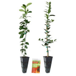 Key Lime Tree -Garden Plant Shop Lemon and LimeTrees2 55a81224 448a 4405 96c8 53b806dc1af8
