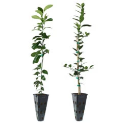 Key Lime Tree -Garden Plant Shop Lemon and LimeTrees c54e51bf 3232 4aa4 917c 8e3a536620fb