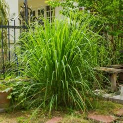 Lemon Grass -Garden Plant Shop Lemon Grass 3 BB