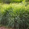 Lemon Grass -Garden Plant Shop Lemon Grass BB 600x600 3855177b bcf3 41c3 93e2 a813de7ec778