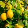 Lemon-Lime Citrus Tree -Garden Plant Shop Lemon Lime Tree 600x600 7ad977dc 49eb 4bbf ae53 8f217a1d551d