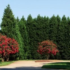 Leyland Cypress Tree -Garden Plant Shop Leyland Cypress 4 BB
