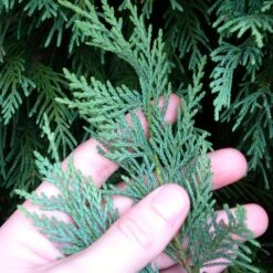 Leyland Cypress Tree -Garden Plant Shop Leyland Cypress 5 BB