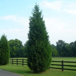 Leyland Cypress Tree -Garden Plant Shop Leyland Cypress 8