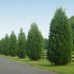 Leyland Cypress Tree -Garden Plant Shop Leyland Cypress 9 BB