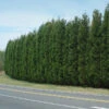 Leyland Cypress Tree -Garden Plant Shop Leyland Cypress BB 600x600 ee1946e3 1b90 4910 b5e6 8f409a428a0f