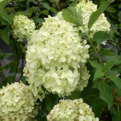 Limelight Hydrangea Tree -Garden Plant Shop Limelight Hydrangea Tree 3 BB