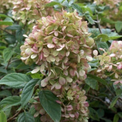Limelight Hydrangea Tree -Garden Plant Shop Limelight Hydrangea Tree 4 BB
