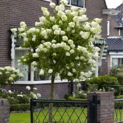 Limelight Hydrangea Tree -Garden Plant Shop Limelight Hydrangea Tree 5 BB