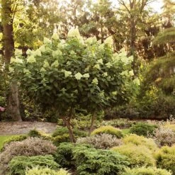 Limelight Hydrangea Tree -Garden Plant Shop Limelight Hydrangea Tree 6 BB