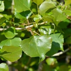 Lombardy Poplar Tree 12 Lombardy Poplar Tree -Garden Plant Shop Lombardy Poplar 1 BB