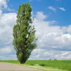 Lombardy Poplar Tree 11 Lombardy Poplar Tree -Garden Plant Shop Lombardy Poplar 4 BB