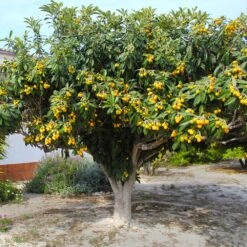 Loquat Tree -Garden Plant Shop Loquat Tree 3 BB