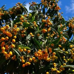 Loquat Tree -Garden Plant Shop Loquat Tree 5
