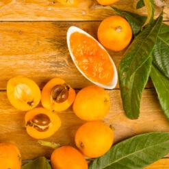 Loquat Tree -Garden Plant Shop Loquat Tree 6 BB