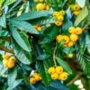 Loquat Tree -Garden Plant Shop Loquat Tree BB 600x600 a729e04d cefe 46db 802c 7e5abddf1fab