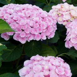 Love Hydrangea Shrub 7 Love Hydrangea Shrub -Garden Plant Shop Love Hydrangea 2 BB
