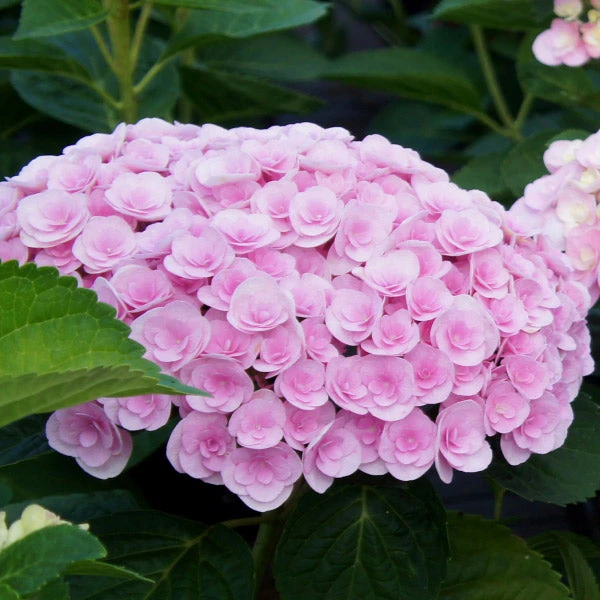 Love Hydrangea Shrub 3 Love Hydrangea Shrub