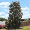 Little Gem Magnolia Tree -Garden Plant Shop Lttle Gem MagnoliaBB 600x600 3c9a40d5 838d 43f7 bbb3 a042f1a4e8cf