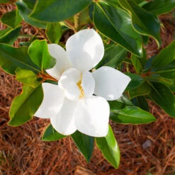 Little Gem Magnolia Tree -Garden Plant Shop Lttle Gem Magnolia 3 BB
