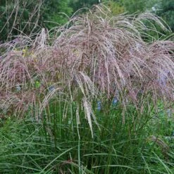 Morning Light Miscanthus -Garden Plant Shop Maiden Grass Morning light 4 BB
