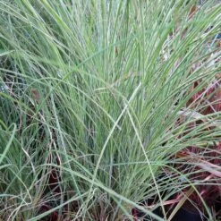 Morning Light Miscanthus -Garden Plant Shop Maiden Grass Morning light 5