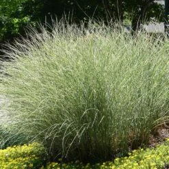 Morning Light Miscanthus -Garden Plant Shop Maiden Grass Morning light 6 BB