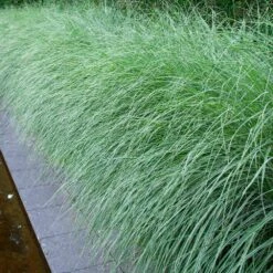 Morning Light Miscanthus -Garden Plant Shop Maiden Grass Morning light 7 BB