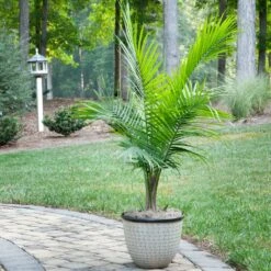 Majesty Palm Tree -Garden Plant Shop Majesty Palm 1 FGT