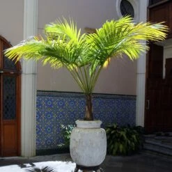 Majesty Palm Tree -Garden Plant Shop Majesty Palm 3