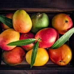 Mango Kit -Garden Plant Shop Mango Kit 2 BB