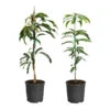 Mango Kit -Garden Plant Shop Mango Kit 600x600 f86a9d98 f67d 4ed4 a121 e0764a5d219e