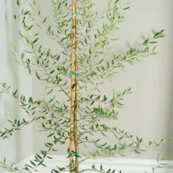 Manzanillo Olive Tree -Garden Plant Shop Manzanilla Olive Tree 2