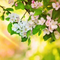 Mutsu Apple Tree -Garden Plant Shop Matsu Crispin Apple 5