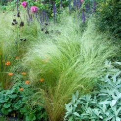 Mexican Feather Grass 9 Mexican Feather Grass -Garden Plant Shop Mexican Feather Grass 4 BB