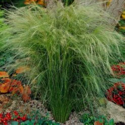 Mexican Feather Grass 10 Mexican Feather Grass -Garden Plant Shop Mexican Feather Grass 5