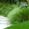 Mexican Feather Grass -Garden Plant Shop Mexican Feather Grass BB 600x600 1c4ae0ed 716d 453c b7c2 08137419482c