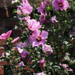 Minerva Rose Of Sharon Althea Shrub -Garden Plant Shop Minerva Rose of Sharon 4 BB