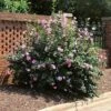 Minerva Rose Of Sharon Althea Shrub -Garden Plant Shop Minerva Rose of Sharon BB 600x600 4666b7f4 37bd 4a99 8036 3909e51ccbe4