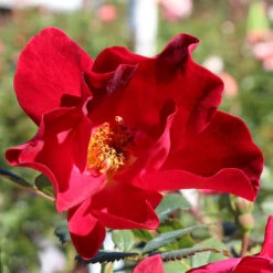 Miracle On The Hudson™ Rose -Garden Plant Shop Miracle on the Hudson BB 600x600 7e27b2f5 1a2d 49e8 bebd ef1445edb48a