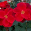 Miracle On The Hudson™ Rose -Garden Plant Shop MiracleontheHudsonBush CertifiedRoses