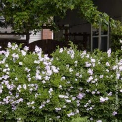 Miss Kim Lilac Shrub -Garden Plant Shop Miss Kim Lilac Shrub 1 BB