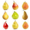 4-in-1 Pear Tree -Garden Plant Shop Multifruit Pear 600x600 07428fbd 0dfb 43e7 96cd 984488dbd6ff